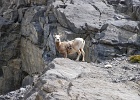 Mountain Goats-4 edited-1  Mountain Goat